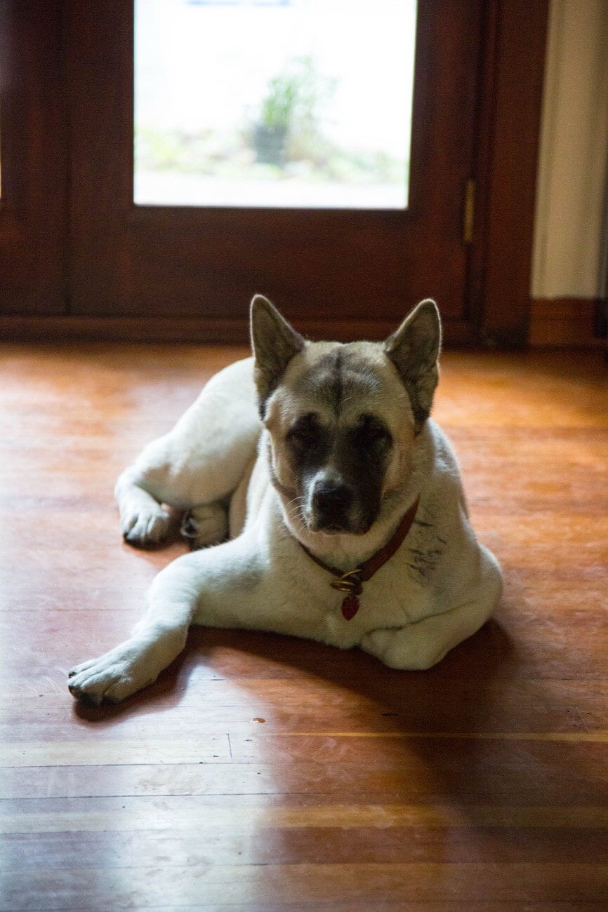 Dog lying by the front door