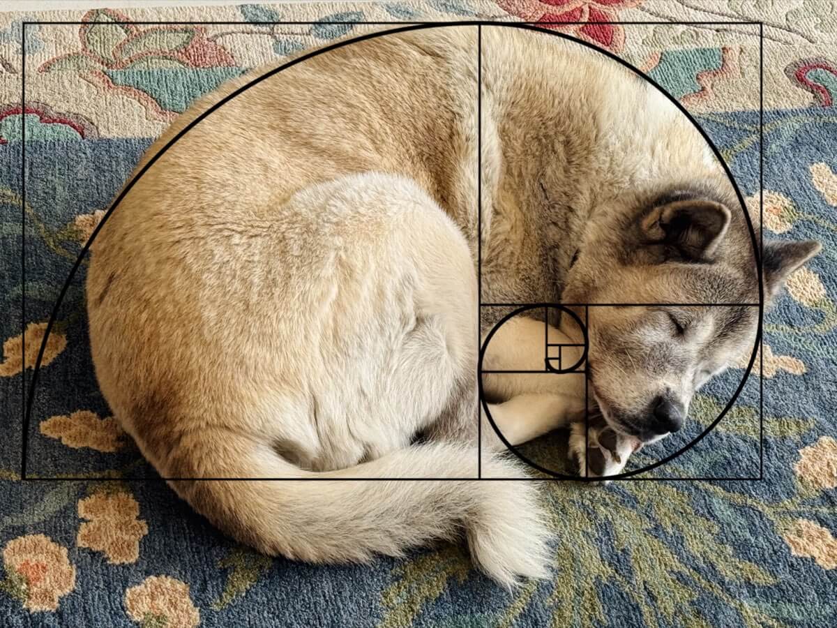 Dog curled into a fibonacci spiral